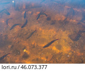 Flock of rudd in the water of the lake. Стоковое фото, фотограф Argument / Фотобанк Лори