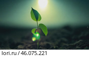 Green sprout, hope for cracked earth in the desert of Africa. Water problems, global warming, drought, water shortage in the world, health problems, poverty and misery in countries. Climate change: from friendship to green grove. Стоковое AI-видео, аниматор ALLA YURTAYEVA / Фотобанк Лори