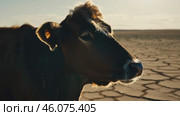 A cow suffers from thirst on the cracked earth in the desert. Water problems, global warming, drought, water shortage in the world, health problems, poverty and misery in countries. Climate change: from friendship to a green grove. Стоковое AI-видео, аниматор ALLA YURTAYEVA / Фотобанк Лори