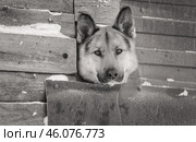 Дворовый пёс высунул голову через проём в заборе. Стоковое фото, фотограф Сергей Цепек / Фотобанк Лори