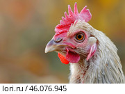 Portrait of a white chicken showing its comb and wattle. Стоковое AI-изображение, AI-художник Иван Рябоконь / Фотобанк Лори