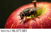 A fly is on top of an apple. Стоковое AI-изображение, AI-художник Виктория Кольцова / Фотобанк Лори
