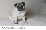 Beige pug sits on light colored sofa and tilts head from side to side. Стоковое видео, видеограф Евгения Глинская / Фотобанк Лори