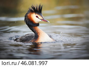 Great crested grebe shaking water off its head in lake. Стоковое AI-изображение, AI-художник Иван Рябоконь / Фотобанк Лори
