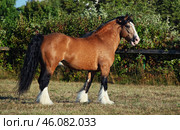 Gypsy Vanner Horse stallion gallops in paddock. Лошадь породы Джипси Ваннер ( цыганская упряжная) летом на фоне деревьев. Стоковое фото, фотограф Михаил Кондрашов / Фотобанк Лори
