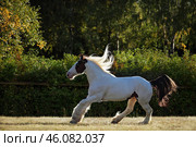 Drum horse stallion runs gallop in evening down. Пятнистая лошадь породы драм скачет галопом по зеленой леваде, лето, вечер. Стоковое фото, фотограф Михаил Кондрашов / Фотобанк Лори