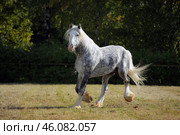 Shire Draft Horse stallion galloping in summer evening. Серый в яблоках конь упряжной породы шайр бежит рысью в паддоке, летний вечер. Стоковое фото, фотограф Михаил Кондрашов / Фотобанк Лори