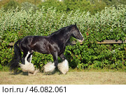 Galloping shire horse in evening paddock. Упряжная лошадь породы шайр бежит рысью в паддоке конной фермы, летним вечером. Стоковое фото, фотограф Михаил Кондрашов / Фотобанк Лори