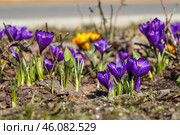 Цветущий шафран (крокус). Красивые цветы фиолетового и жёлтого цвета. Весенние первоцветы. Малая глубина резкости и размытый фон. Стоковое фото, фотограф Андрей Степанов / Фотобанк Лори
