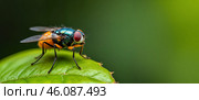 A fly is on a leaf. Стоковое AI-изображение, AI-художник Виктория Кольцова / Фотобанк Лори