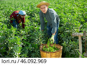 Man farmer gathers ripe beans in garden. Стоковое фото, фотограф Яков Филимонов / Фотобанк Лори