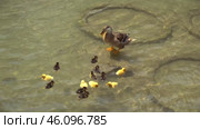 Утка с утятами на водоеме. Рива дель Гарда. Италия. Май. Duck with ducklings on a pond. Riva del Garda. Italy. May. Стоковое видео, видеограф Горшков Александр / Фотобанк Лори