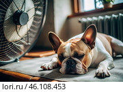 The dog is suffering from the heat. A tired bulldog puppy sleeps in front of the fans in the bedroom on a very hot summer day. Стоковое AI-изображение, AI-художник Photojuli / Фотобанк Лори