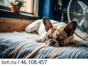 The dog is suffering from the heat. A tired bulldog puppy sleeps in front of the fans in the bedroom on a very hot summer day. Стоковое AI-изображение, AI-художник Photojuli / Фотобанк Лори