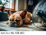 The dog is suffering from the heat. A tired bulldog puppy sleeps in front of the fans in the bedroom on a very hot summer day. Стоковое AI-изображение, AI-художник Photojuli / Фотобанк Лори