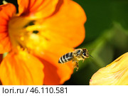 An orange bee fly with pollen pollinates a yellow nasturtium flower. Стоковое фото, фотограф Татьяна Куклина / Фотобанк Лори