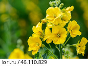 Yellow limnanthes douglasii flowers blooming in spring meadow. Стоковое AI-изображение, AI-художник Иван Рябоконь / Фотобанк Лори