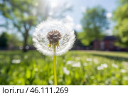 Dandelion seedhead backlit by sunlight in green field. Стоковое AI-изображение, AI-художник Иван Рябоконь / Фотобанк Лори