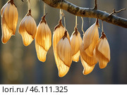 Backlit bracts of davidia involucrata hanging from branch in warm sunlight. Стоковое AI-изображение, AI-художник Иван Рябоконь / Фотобанк Лори