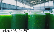many large industrial tanks for growing spirulina algae in a spacious, bright hangar. Стоковое AI-видео, аниматор Александр Довянский / Фотобанк Лори