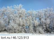Serene winter scene with frost-covered branches creating a magical white wonderland, snow blankets the ground beneath dormant trees. Стоковое фото, фотограф Владимир Ендовицкий / Фотобанк Лори