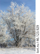 Serene winter scene with frost-covered branches creating a magical white wonderland, snow blankets the ground beneath dormant trees. Стоковое фото, фотограф Владимир Ендовицкий / Фотобанк Лори