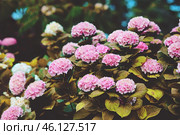 Цветущие гортензии. Стоковое фото, фотограф Juliya Bogdanova / Фотобанк Лори
