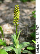 Ятрышник мелкоточечный, склон Маркотхского хребта. Orchis punctulata Stev. et Lincll. Стоковое фото, фотограф Игорь Архипов / Фотобанк Лори