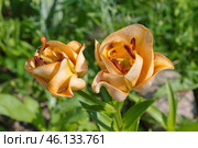 Лилия азиатская махровая "Эйприкот Фадж" (Lilium asiatic Apricot Fudge) в саду крупным планом. Стоковое фото, фотограф Елена Коромыслова / Фотобанк Лори