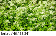 The cow parsley, Anthriscus sylvestris, is an umbelliferous plant. The wild chervil grow in meadow. Kupyr on a summer day, close-up, side view. White flowers on a green background. Стоковое видео, видеограф Марина Демидюк / Фотобанк Лори