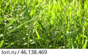 Juicy bright green grass in sunlight. Close up. Green lawn background. The texture of new grass growing in a field. Meadow on warm sunset or sunrise time. Tranquil nature scene. Golden hour. Greenery. Стоковое видео, видеограф Марина Демидюк / Фотобанк Лори