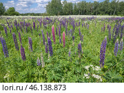 Цветущие разноцветные люпины (лат. Lupinus) на лугу солнечным днем. Стоковое фото, фотограф Елена Коромыслова / Фотобанк Лори