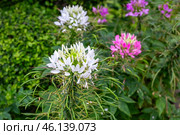 White and pink flowering cleome. tropical flowers with lush blooms and leaves. Стоковое фото, фотограф Коханова Наталья / Фотобанк Лори