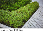 Buxus sempervirens bushes and brick path with border. Стоковое фото, фотограф Кутина Татьяна / Фотобанк Лори