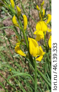 Spartium junceum shrub, known as Spanish gorse. This is an ornamental plant with bright yellow flowers, which is common in the Mediterranean, Crimea, the Caucasus and the southern regions of Europe. Стоковое AI-изображение, AI-художник Анна Кривицкая / Фотобанк Лори