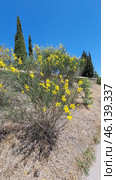 The shrub with yellow flowers resembles Spanish gorse (Spartium junceum), which is widespread in the Mediterranean, Crimea, the Caucasus and southern Europe. It is known for its resistance to drought and is often found on slopes, rocky soils and in dry steppes. Стоковое AI-изображение, AI-художник Анна Кривицкая / Фотобанк Лори