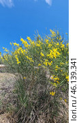 The shrub with yellow flowers resembles Spanish gorse (Spartium junceum), which is widespread in the Mediterranean, Crimea, the Caucasus and southern Europe. It is known for its resistance to drought and is often found on slopes, rocky soils and in dry steppes. Стоковое AI-изображение, AI-художник Анна Кривицкая / Фотобанк Лори