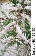 A flowering plant with pinkish-white inflorescences in the form of long panicles. The flowers are small, collected in dense racemose inflorescences, the leaves are small, similar to pine needles.Most likely, this plant belongs to the genus Tamarix, also known as the Comb. This shrub or small tree is often found in arid and brackish areas, including in the south of Russia, in Crimea, Central Asia and the Mediterranean. It is unpretentious, resistant to drought and salt, often used in landscape design and landscaping. Стоковое фото, фотограф Анна Кривицкая / Фотобанк Лори