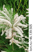 A flowering plant with pinkish-white inflorescences in the form of long panicles. The flowers are small, collected in dense racemose inflorescences, the leaves are small, similar to pine needles.Most likely, this plant belongs to the genus Tamarix, also known as the Comb. This shrub or small tree is often found in arid and brackish areas, including in the south of Russia, in Crimea, Central Asia and the Mediterranean. It is unpretentious, resistant to drought and salt, often used in landscape design and landscaping. Стоковое фото, фотограф Анна Кривицкая / Фотобанк Лори