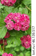 Ornamental hawthorn (Crataegus laevigata 'Paul's Scarlet'), distinguished by bright double flowers of a rich pink hue. The flowers are collected in lush inflorescences, giving the bush an elegant and attractive appearance. The leaves are dark green, slightly glossy and have a characteristic three-lobed shape.This variety of hawthorn is widely used in ornamental landscaping due to its abundant flowering and unpretentiousness. Most often, it can be found in city parks, gardens and alleys. In addition to its beauty, the plant is resistant to frost and polluted air, which makes it popular for landscape design. Стоковое фото, фотограф Анна Кривицкая / Фотобанк Лори