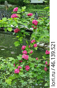 Ornamental hawthorn (Crataegus laevigata 'Paul's Scarlet'), distinguished by bright double flowers of a rich pink hue. The flowers are collected in lush inflorescences, giving the bush an elegant and attractive appearance. The leaves are dark green, slightly glossy and have a characteristic three-lobed shape.This variety of hawthorn is widely used in ornamental landscaping due to its abundant flowering and unpretentiousness. Most often, it can be found in city parks, gardens and alleys. In addition to its beauty, the plant is resistant to frost and polluted air, which makes it popular for landscape design. Стоковое фото, фотограф Анна Кривицкая / Фотобанк Лори