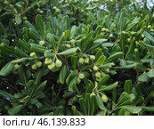 Pittosporum tobira is a species of sweet-smelling flowering plant in the pittosporum family Pittosporaceae, Australian laurel, Japanese pittosporum, mock orange and Japanese cheesewood. Стоковое фото, фотограф Юлия Петровская / Фотобанк Лори