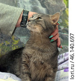 A gray cat who happily accepts affection from a human. The cat lifts its head up, closes its eyes, clearly enjoying the moment. Long whiskers and an expressive muzzle emphasize its satisfaction.The human hand gently strokes the cat's head, fingers decorated with long green nails, which adds contrast to the overall picture. The man is dressed in gray clothes with a black strap on his hand, perhaps a smart watch or a fitness bracelet.The background contains blurred images of nature, probably a blanket or decorative bedspread with a natural pattern. The cat is sitting on a soft blanket, which makes the scene even more cozy and homely.This photo conveys an atmosphere of care and trust, where the cat feels loved and protected. Стоковое фото, фотограф Анна Кривицкая / Фотобанк Лори