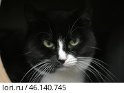 A black and white cat with green eyes, looking intently at the camera. She has a contrasting coloring: a black muzzle with a white stripe, white whiskers and a white chest. Thick, long whiskers give her appearance expressiveness. The background is dark, creating a mysterious atmosphere, and the cat seems to be peeking out from hiding, which makes her look especially intriguing and insightful. Стоковое фото, фотограф Анна Кривицкая / Фотобанк Лори