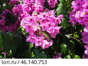 Bougainvillea is a genus of thorny ornamental vines, bushes, trees belonging to family Nyctaginaceae. They are native to Brazil, Bolivia, Paraguay, Peru, and Argentina. Numerous bright pink flowers. Стоковое фото, фотограф Юлия Петровская / Фотобанк Лори