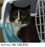 A black and white cat with big yellow eyes, sitting inside a carrier. His gaze seems wary, perhaps he is worried about the trip or just does not understand what is happening. The cat has a symmetrical coloring - black fur on his head and body, and a white muzzle, chest and part of his paws.The carrier is made in white and blue tones, its door is open, which can mean that the cat is preparing to go out or, on the contrary, does not want to go out. He sits deep inside, but looks directly at the camera, which creates a feeling of careful observation.The surroundings look sterile, perhaps this is a veterinary clinic or an animal shelter. The light background and soft lighting highlight his smooth and well-groomed fur. Стоковое фото, фотограф Анна Кривицкая / Фотобанк Лори