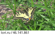 Бабочка Махаон Papilio machaon. Стоковое видео, видеограф Александр Мамонтов / Фотобанк Лори