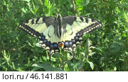 Бабочка Махаон Papilio machaon. Стоковое видео, видеограф Александр Мамонтов / Фотобанк Лори