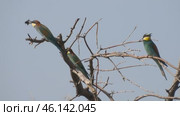 Щурка золотистая Merops apiaster на ветке дерева. Стоковое видео, видеограф Александр Мамонтов / Фотобанк Лори