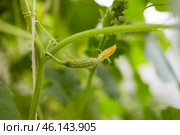 The ovary of a small cucumber grows in a greenhouse. Стоковое фото, фотограф Виктория Тельминова / Фотобанк Лори